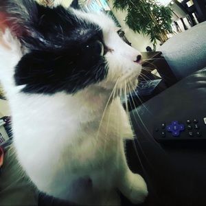 Meet your Posher, Dorian